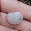Chilostoma land snail