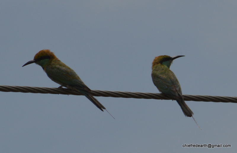 Green Bee-eater, Little Green Bee-eater