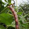 Purple Cowpea/Pinkeyed Purple Hull Bush Bean