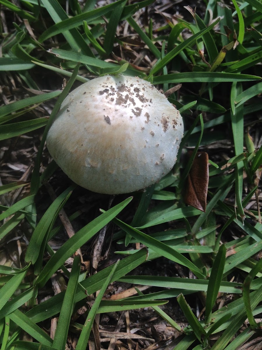 Agaric Mushroom