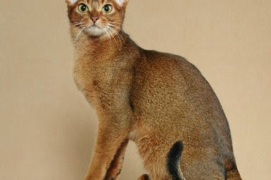 caracal cat price uae
