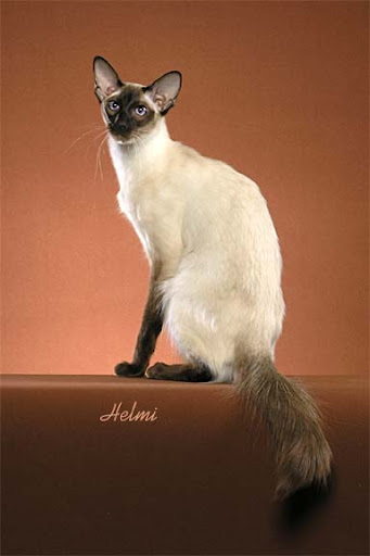 Modern Balinese Cat