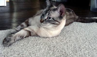 31++ Lynx point siamese for sale utah cat pics, cats, cute cats