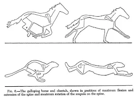 Cheetah Speed - diagram showing horse and cheetah