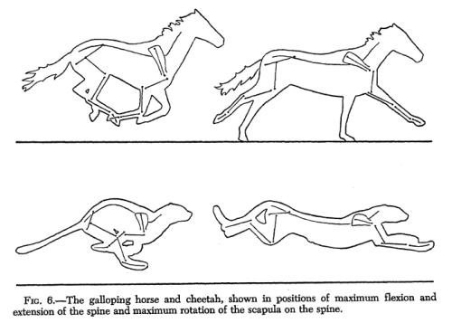 Cheetah Speed - diagram showing horse and cheetah