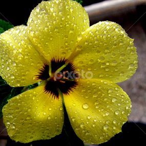 by Amran Alie - Flowers Single Flower