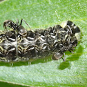Silky Hairstreak caterpillars with attendant ants
