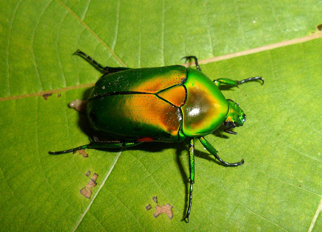 Scarab beetle