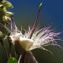 kappertjesplant, (Capparis spinosa)