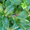 Milkweed Assassin Bug