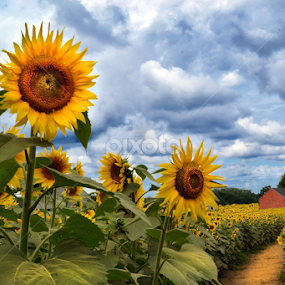 Sunnies at Buttonwood Farms by Corinne Noon - Flowers Flower Gardens