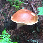 Cep, Porcini