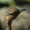 Buff-crested Bustard