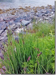 Wild Iris buds