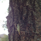 Tree Cricket