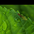 Red Banded Leafhopper