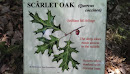 Scarlet Oak (Quercus Coccinea)