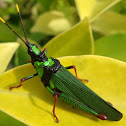 Bush Grasshopper