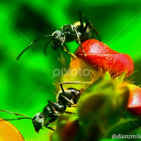 by Dianz Milano - Uncategorized All Uncategorized