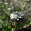 Hardebos / Heath phylica