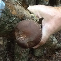 Mushroom ( shitke)