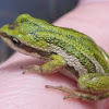 Western Chorus Frog