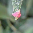 Little Pink Moth