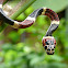 Northern ringed snake