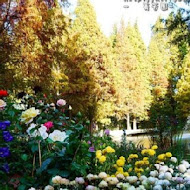 菁芳園 Tenway Garden／花園餐廳／落羽松