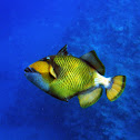 Titan triggerfish