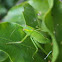Common Garden Katydid