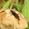 Ichneumon wasp, female