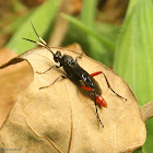 Ichneumon wasp, female