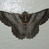 Hypobapta Moth - male