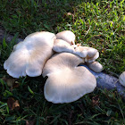 Oyster Mushroom