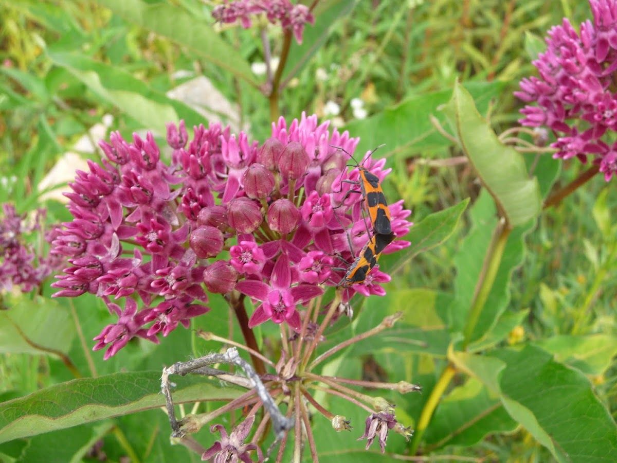 large milkweed bug