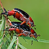 Black Nail Christmas Beetle