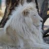 White lion  (Named Letsatsi)