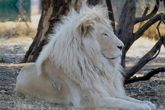 White lion (Named Letsatsi) | Project Noah