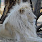 White lion  (Named Letsatsi)