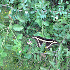 Eastern Giant Swallowtail