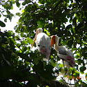 painted stork