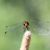Band-winged Meadowhawk 
