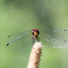 Band-winged Meadowhawk 