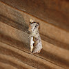 Orange-humped Mapleworm Moth