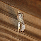 Orange-humped Mapleworm Moth