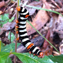 Joseph's Coat Moth caterpillar