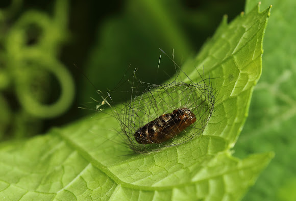 Pictures Of Moth Chrysalis