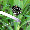 White-spotted sable moth