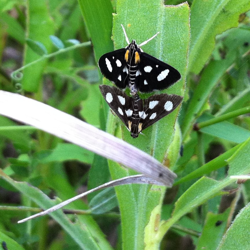 White-spotted sable moth